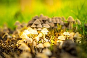 Mushrooms